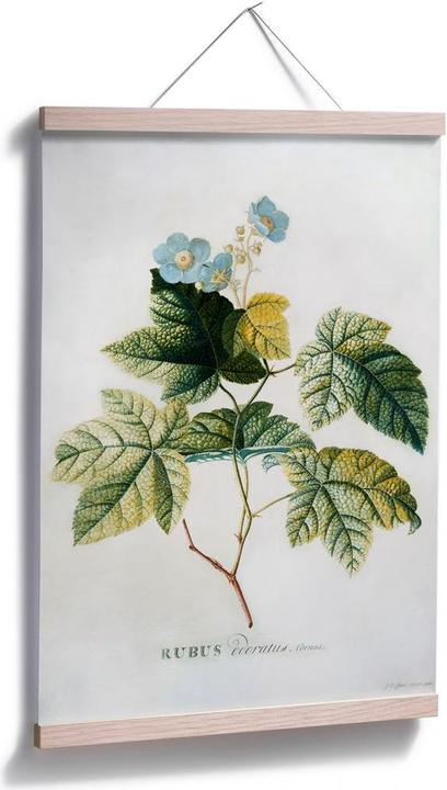 Image du produit Trenddeko Ehret - Rubus (70 x 100 cm)