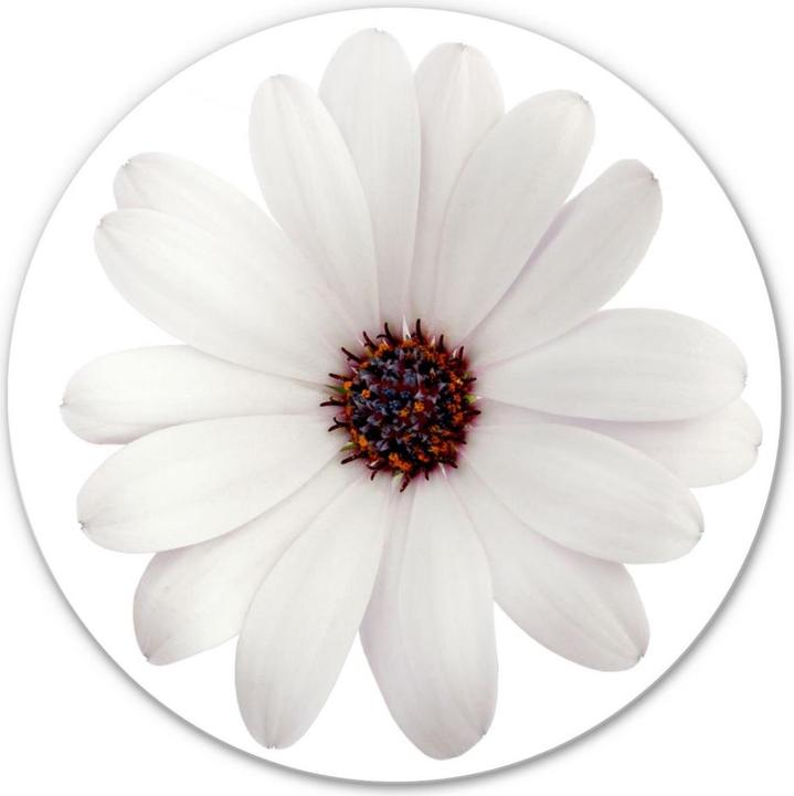 Image du produit Trenddeko Gerbera blanc - rond (Ø 30 cm)