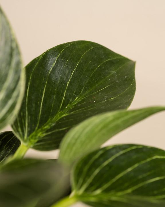 Actual product image feey Philodendron Birkin 'White Measure' (30 cm, Freshly repotted)