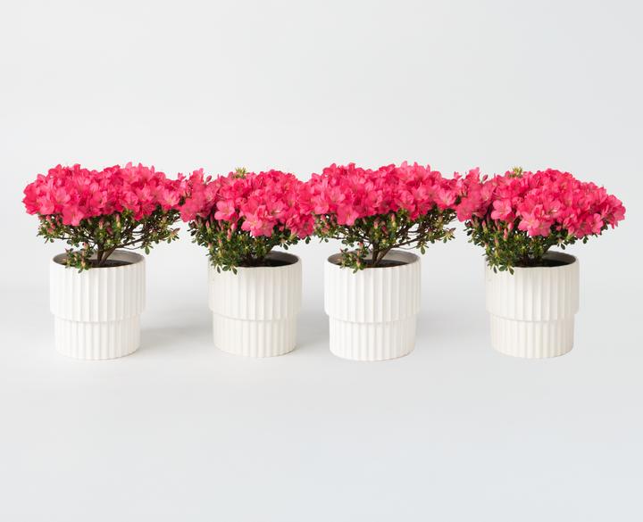 Immagine prodotto Plant in a Box Rhododendron azalea 'Anouk' - set di 4 azalee (25 cm)