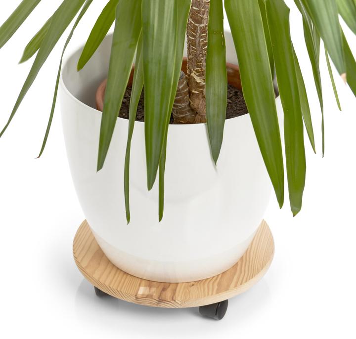 Produktbild Zeller Present Pflanzenroller