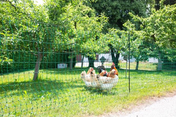 Image du produit Kerbl PoultryNet