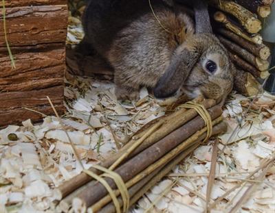 Actual product image Schweizer Willow sticks 25cm