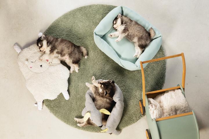 Image du produit Beeztees Chien (Jouet pour chiot)