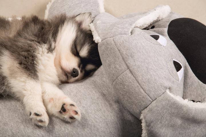 Actual product image Beeztees Boomby (Puppy Toy)