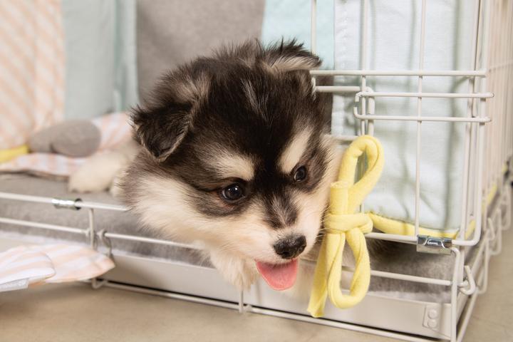 Image du produit Beeztees Cage pour chiots (Chien, Lavable, Réflecteurs)