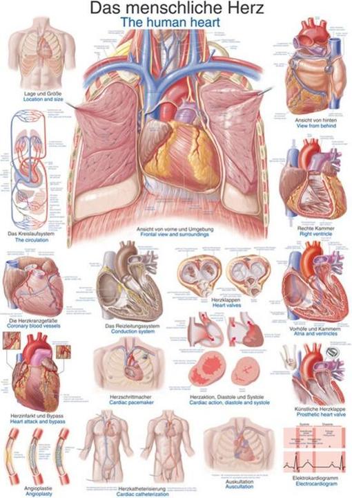 Image du produit Erler Zimmer Planche pédagogique Le coeur humain, 50x70 cm