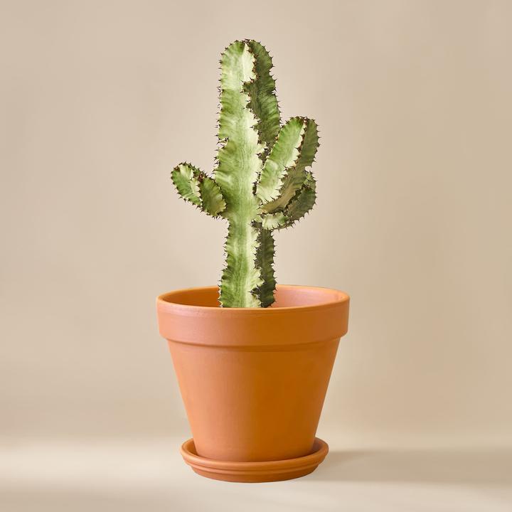 Mary and Plants Euforbia Cactus Variegata (70 cm)