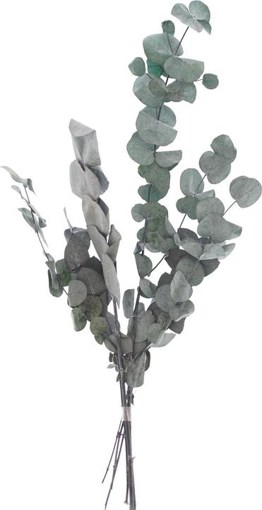 Immagine prodotto VBS Eucalyptus Cinerea preparato, circa 50 g, L circa 30 - 65 cm