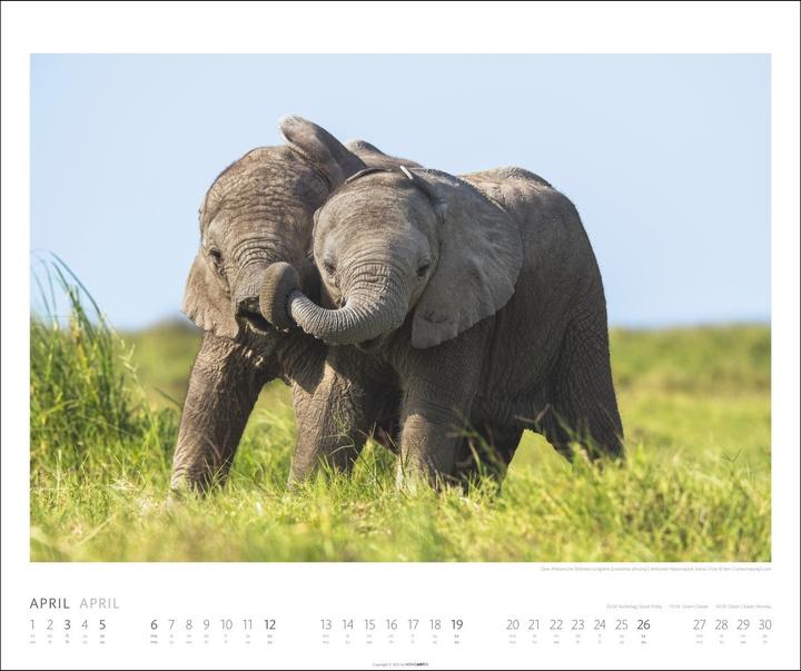 Actual product image Elefanten Kalender 2026 (55 x 46 cm, German)