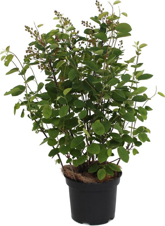 Actual product image Zulauf Common rock pear (50 cm)