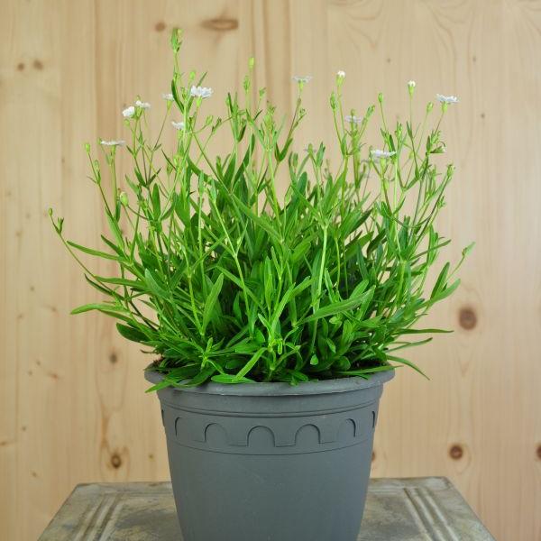 Image du produit Säntispracht Set de 2 plantes, Silène des Alpes - Silene alpestris Starry Dreams (15 cm)