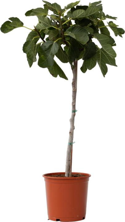 Produktbild Plant in a Box Ficus Carica - Feigenbaum (70 cm)
