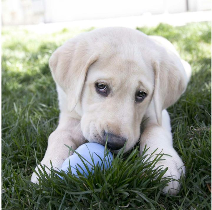 Actual product image KONG Puppy (Puppy Toy)