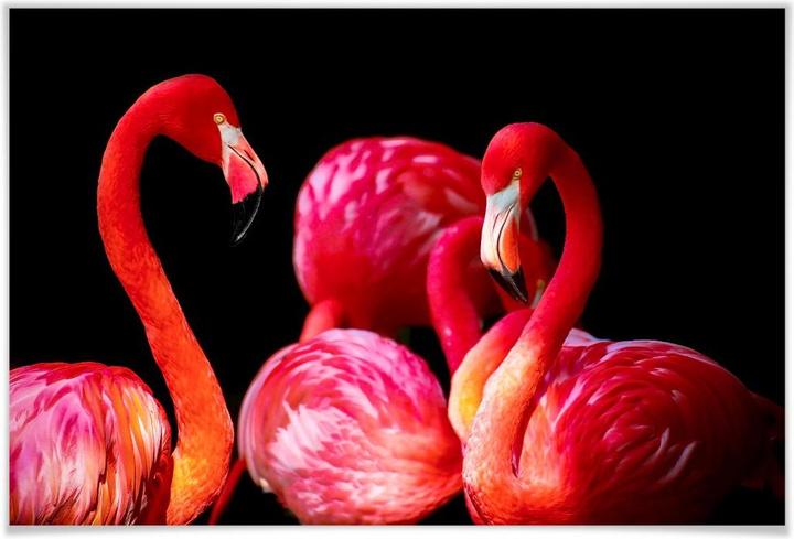 Image du produit Trenddeko Flamant rose (90 x 60 cm)