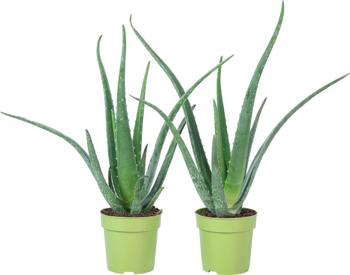 Image du produit Flowerbox Lot de 2 Aloès véritables - Aloe vera (40 cm)