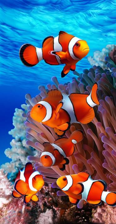 Actual product image Bischof-Gross Five fish (76 x 152 cm)