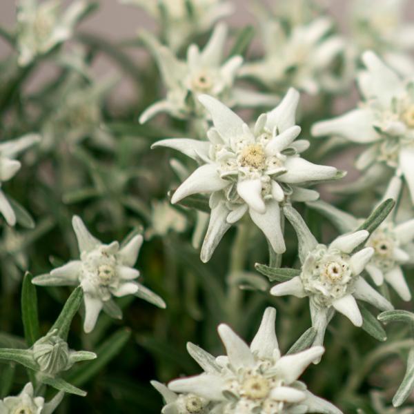 Produktbild Säntispracht 2 er Set, Das urwüchsige Edelweiss  - Leontopodium alpinum Aktion (25 cm)