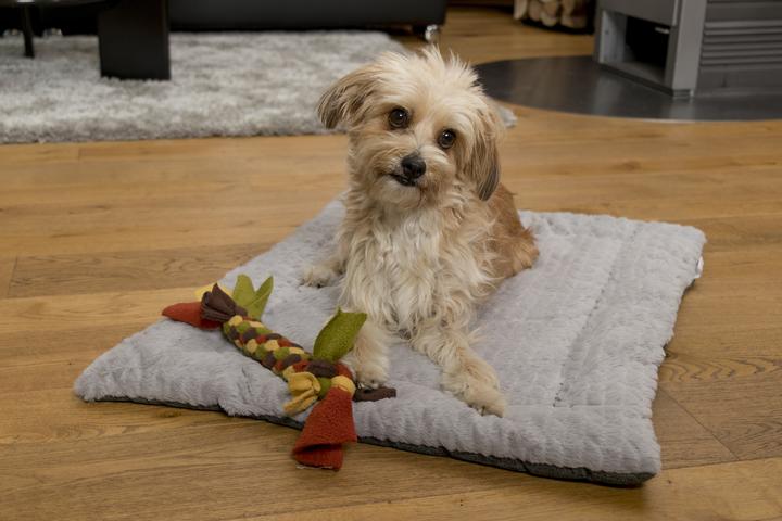 Actual product image Trend Pet Dog blanket Heaven, Grey, Size L (Dog)