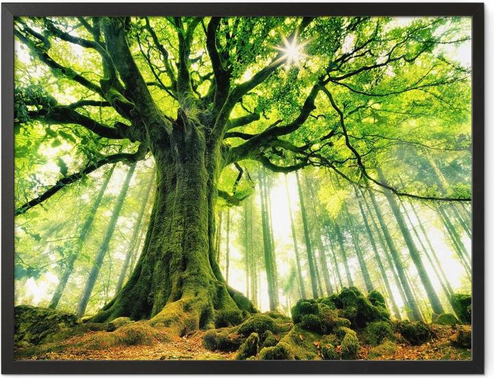 Produktbild Trenddeko Kiciak - Märchenwald (60 x 50 cm)