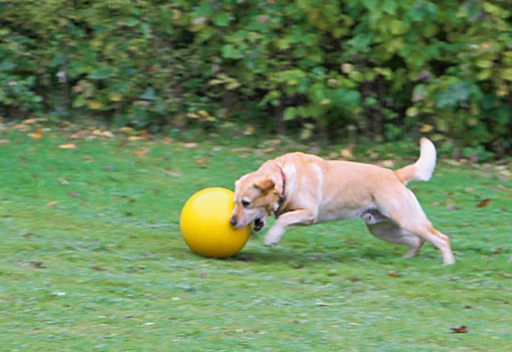 Produktbild Kerbl Hundespielball (Intelligenzspielzeug Hund)