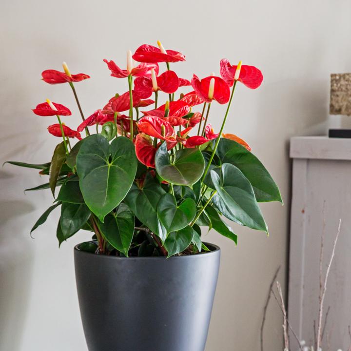 Immagine prodotto Plant in a Box Anthurium 'Madural Red' - (40 cm)