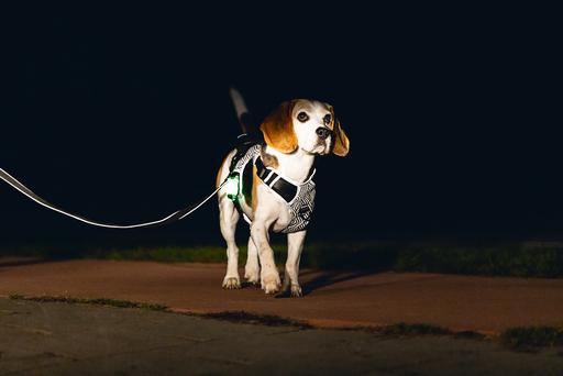 Produktbild Beeztees Safety Gear Y-geschirr (Hund, Allgemein)