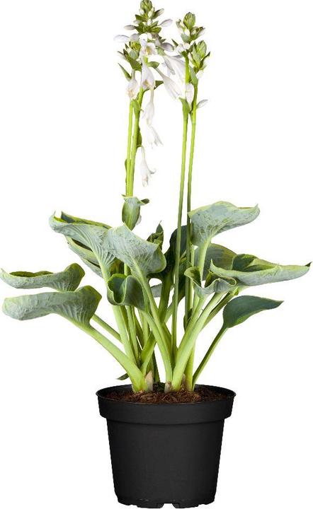 Hosta 'First Frost' (50 cm)