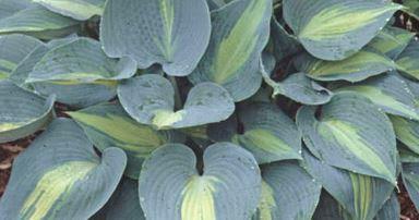 Actual product image Hosta 'Touch of class' (50 cm)