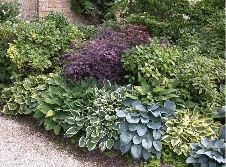 Actual product image Hosta 'Touch of class' (50 cm)