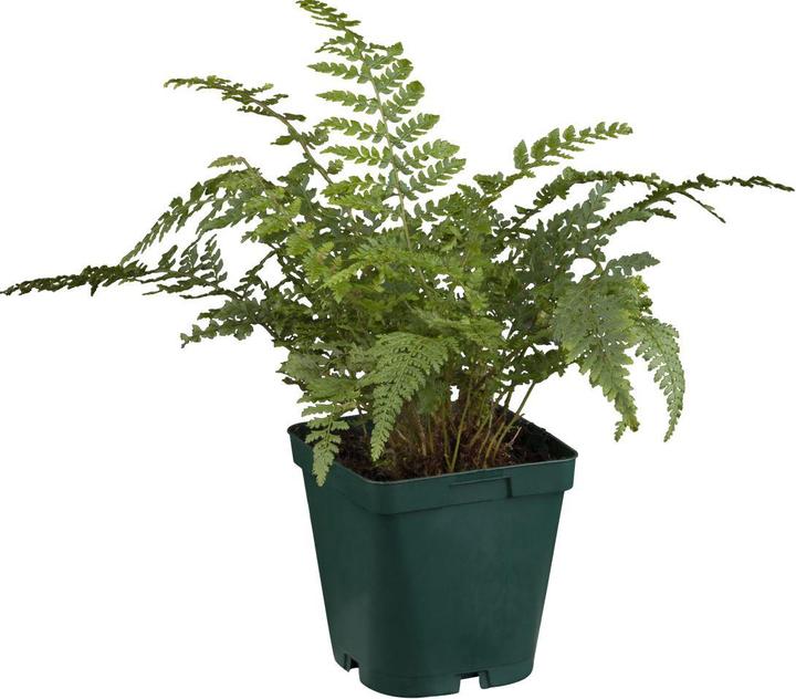 Polystichum set. 'Proliferum' (35 cm)