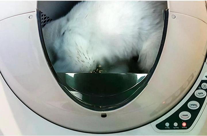 Actual product image Litter-Robot 3