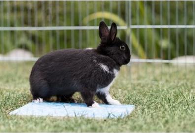 Produktbild Trixie Kühlplatte für Meerschweinchen