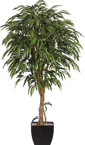Produktbild Gasper Weeping Ficus mit Naturstamm, Höhe 1800 mm, 1368 Blätter (180 cm)