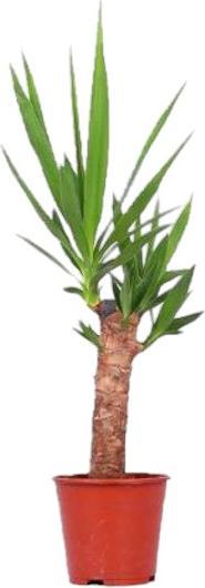 Produktbild Plantlovers Yucca Elephantipes (Riesenpalmlilie) (55 cm, Frisch umgetopft)