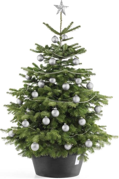 Actual product image Ecopots Christmas Tree Stand