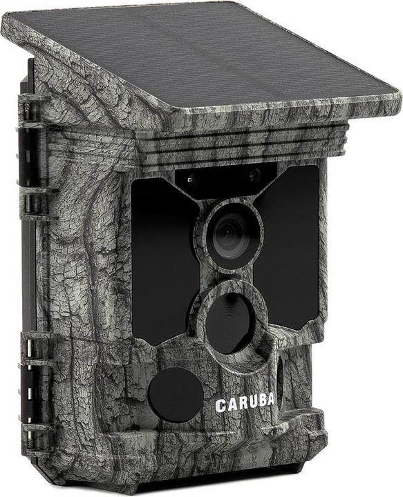 Caruba Procione