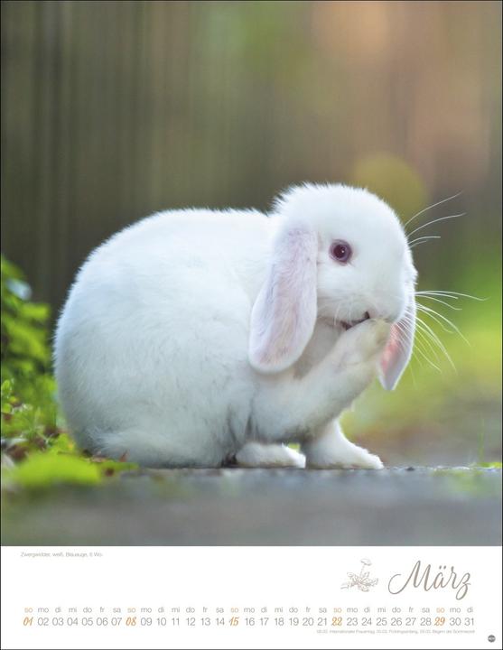 Image du produit Kaninchenkinder Posterkalender 2026 (34 x 44 cm, Couverture rigide, Allemand)