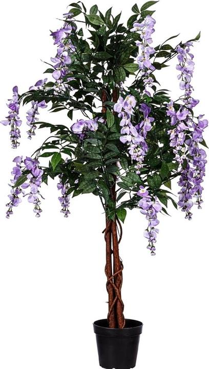 Image du produit Plantasia Wisteria Baum (120 cm)