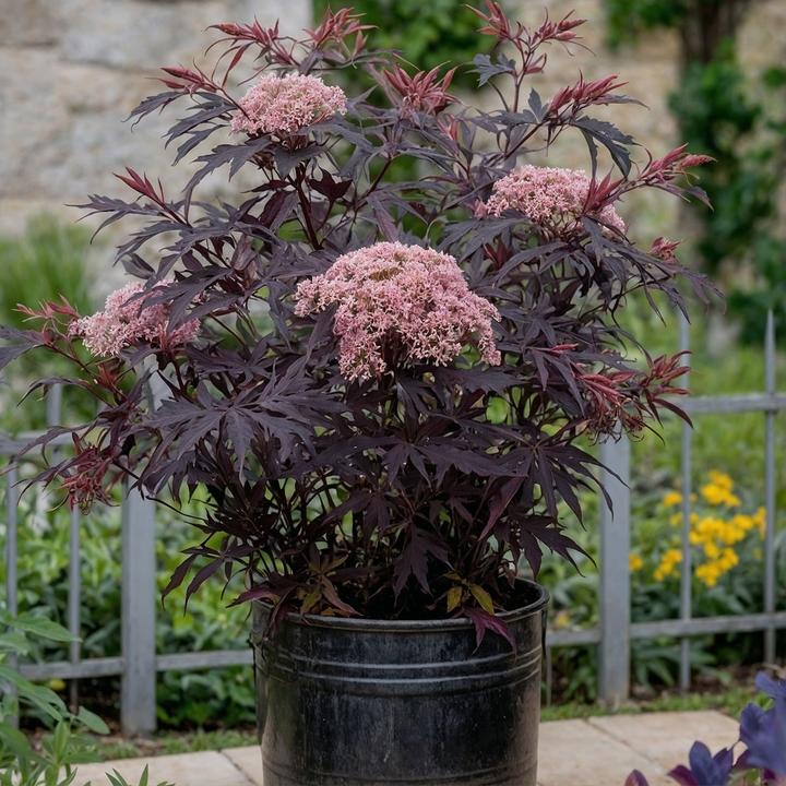 Actual product image Plant in a Box Sambucus nigra 'Black Lace' - set of 2 elderberries (25 cm)