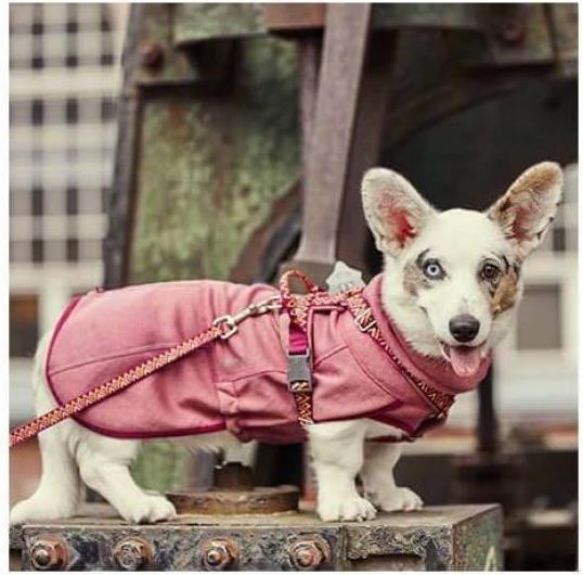 Image du produit Hurtta Razzle-Dazzle beetroot Gr.40 (40, Manteau pour chien)