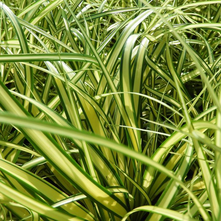 Produktbild Zulauf Carex oshimensis 'Evergold' / Japan-Segge 'Evergold' (20 cm)