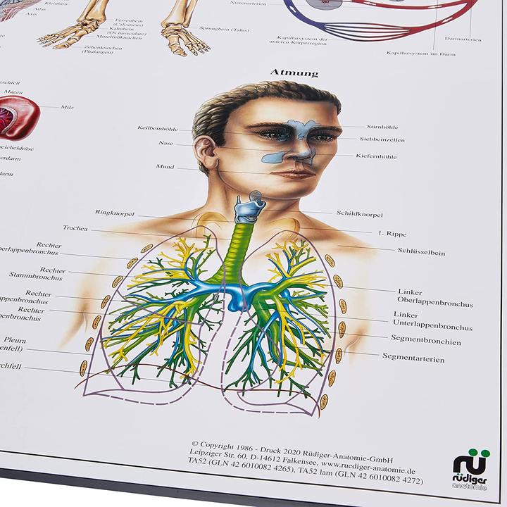 Produktbild Rüdiger Anatomische Lehrtafel Der menschliche Körper Deutsch (70 x 70 cm)