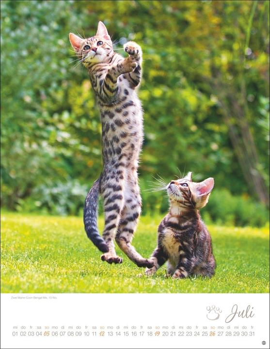 Produktbild Katzenkinder Posterkalender 2026 (34 x 44 cm, Harter Einband, Deutsch)