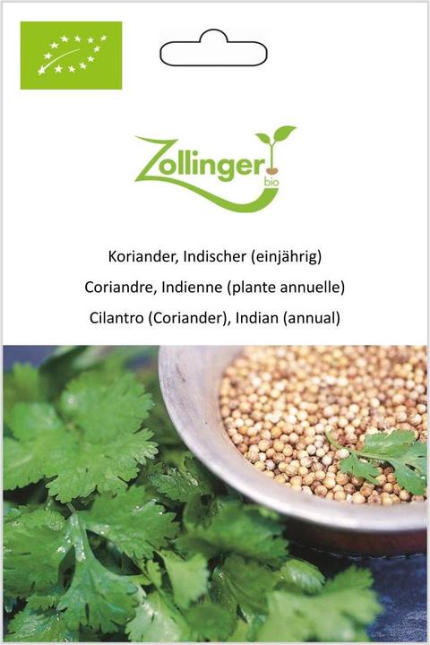 Zollinger Bio Koriander, Indischer (einjährig) (Keimlinge)