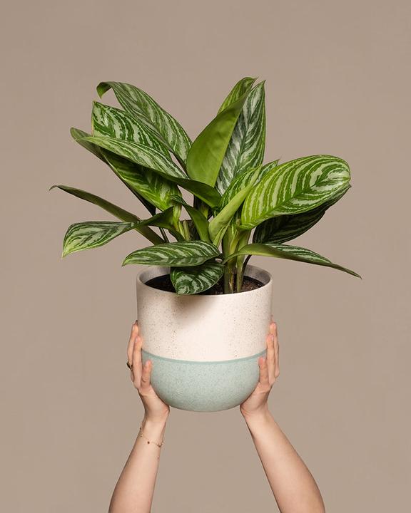 Image du produit feey Aglaonema Stripes (70 cm, Fraîchement rempotés)