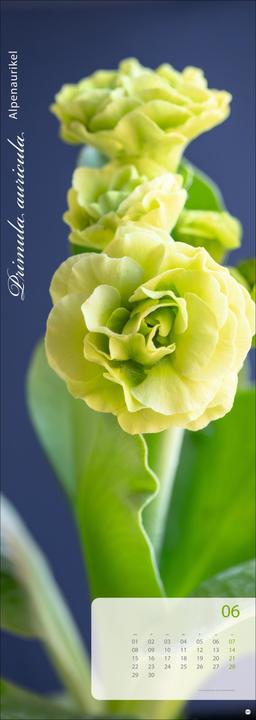Produktbild Magic Flowers Vertical Kalender 2026 (24,5 x 69 cm, Harter Einband, Deutsch)