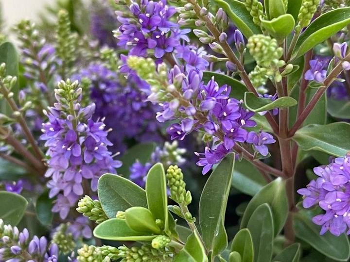 Produktbild Plant in a Box Hebe All Blooms 'Siara' - (30 cm)
