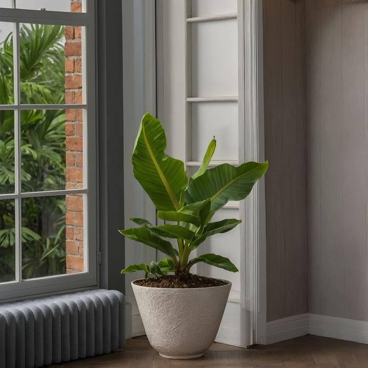 Immagine prodotto Plant in a Box Musa Orientale Nana - Set di 4 banane nane (25 cm)