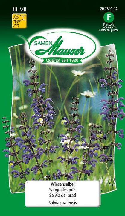 Samen Mauser Wiesensalbei (Rasensamen)
